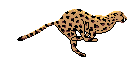 cheetah.gif - 5228 Bytes